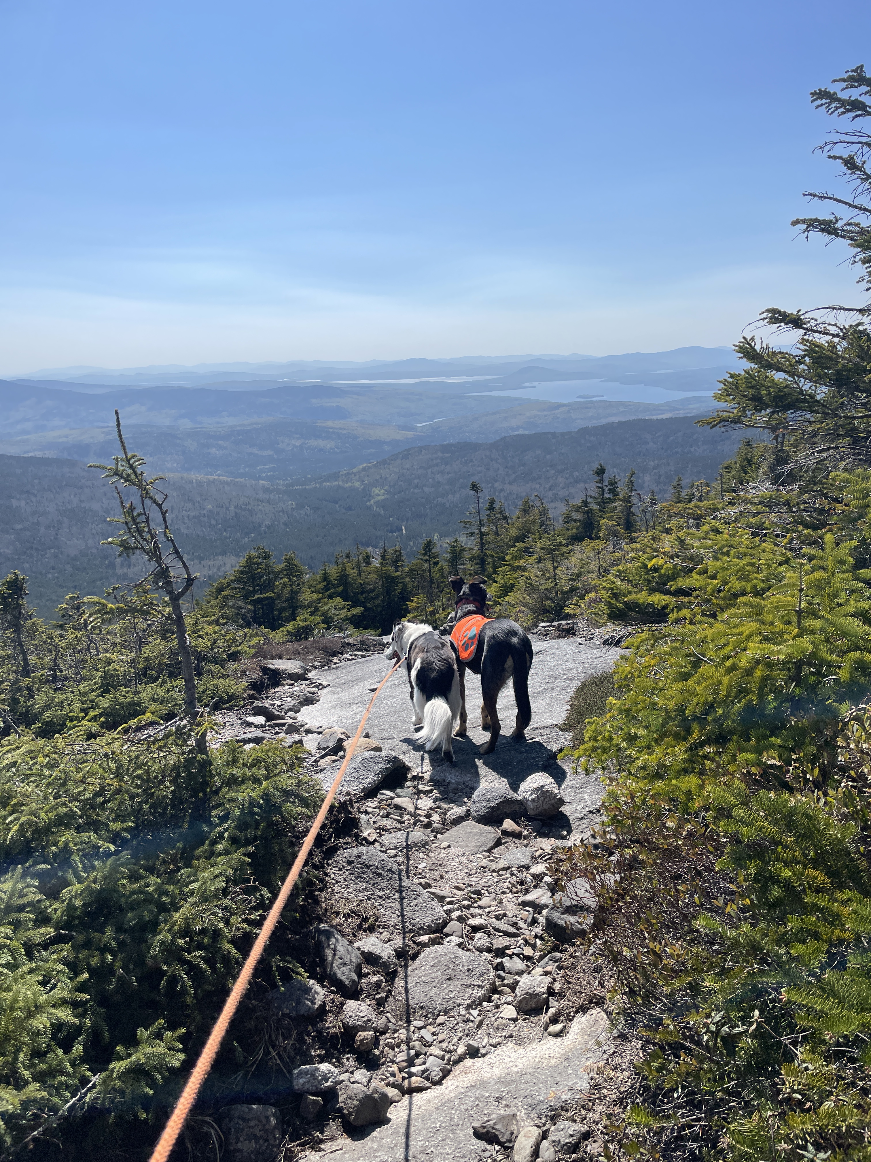 Two happy dog butts staring out over a New England mountain vista. The sky is blue and the trees are green and you can see for miles and miles. Happy Place.