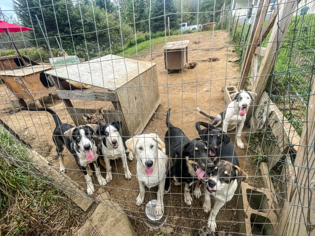 Hot “Sled Dog Auntie” Summer Part 2 | Puppy&nbsp;Chaos