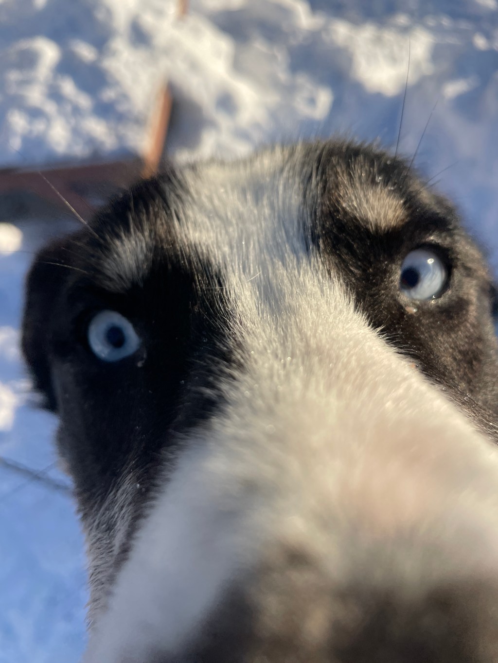 Hot ‘Sled Dog Auntie’ Summer Part 1 |&nbsp;Beginnings